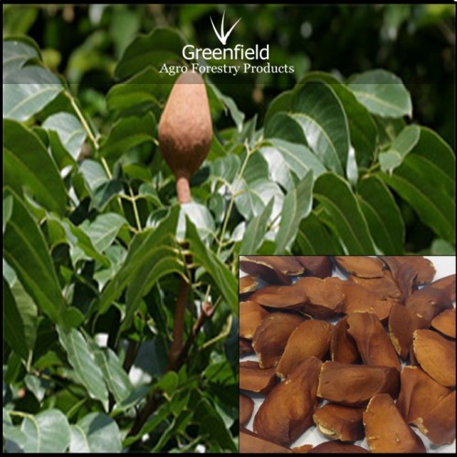 Mahogany  tree seeds ( swietenia macrophylla )
